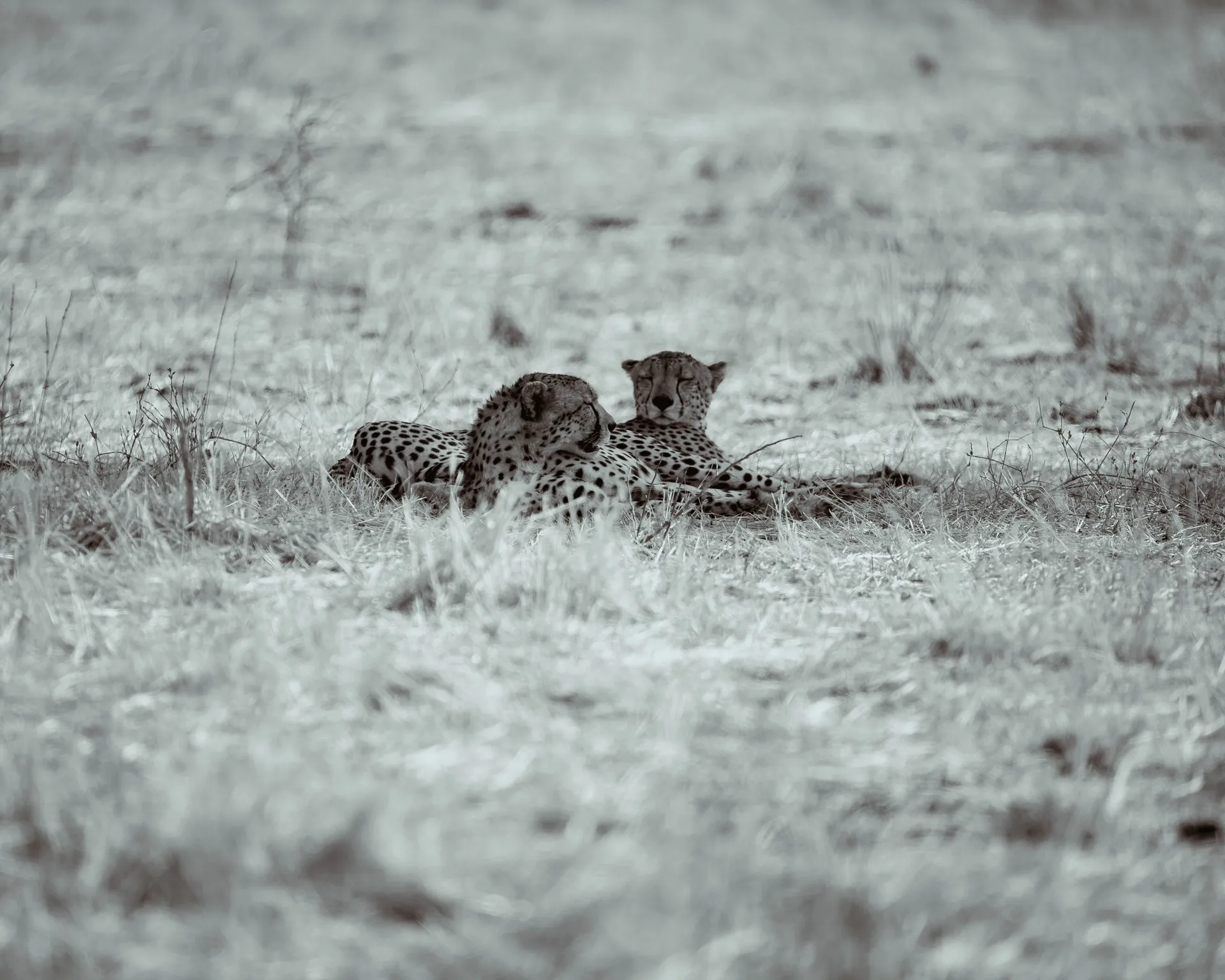 Cheetah resting on an East African safari plain